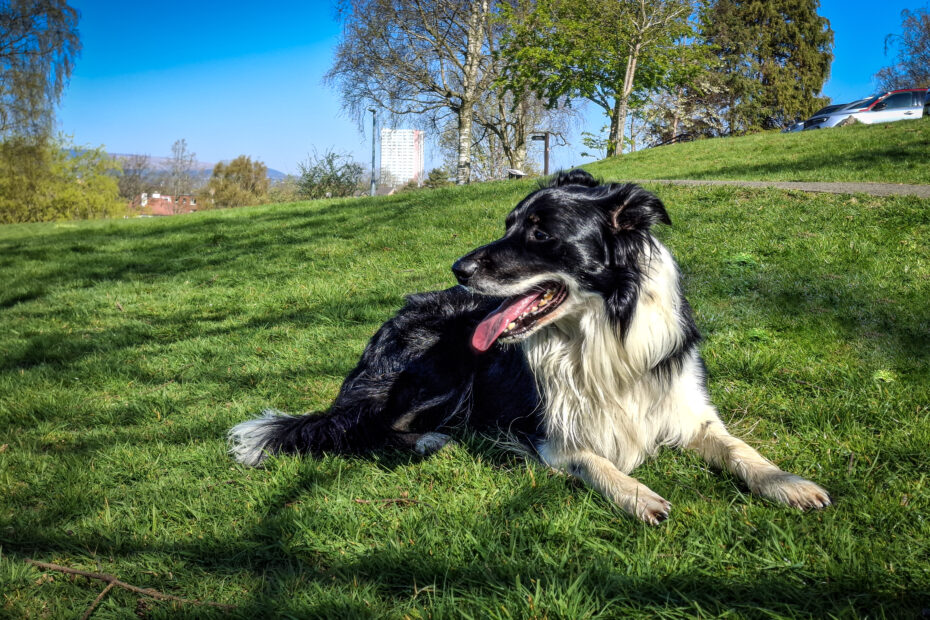 A collie on grass at the Gartnavel Hospital site, which is widely used by people for exercise and to walk their dogs.