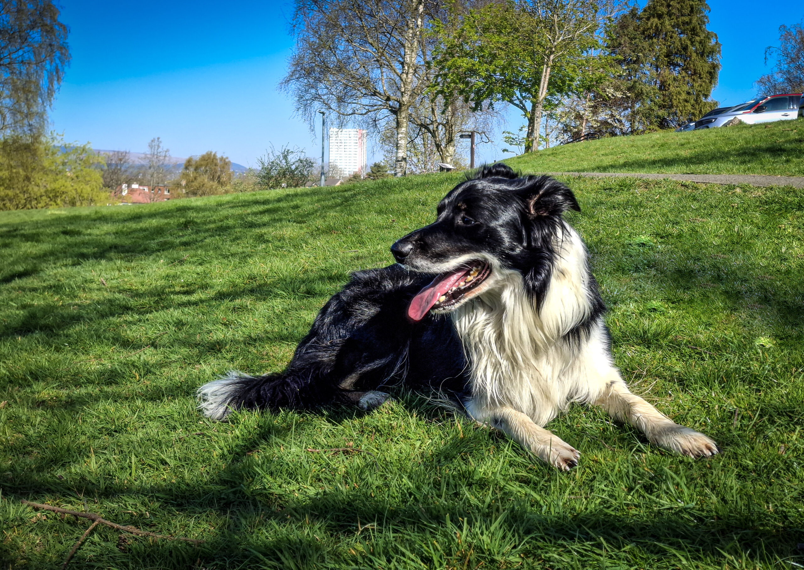 A collie on grass at the Gartnavel Hospital site, which is widely used by people for exercise and to walk their dogs.