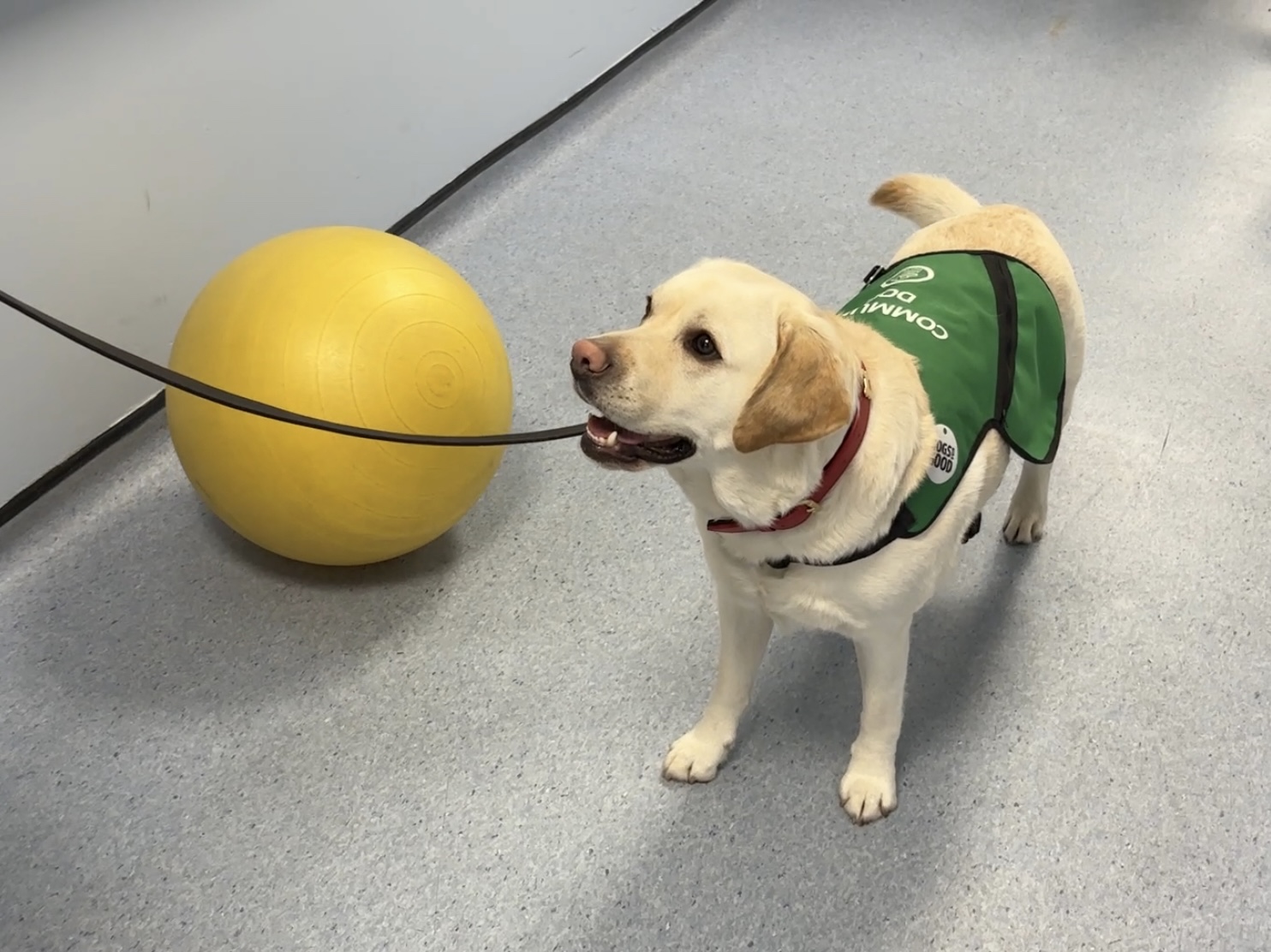 Building Confidence in Stroke Recovery: Dogs for Good at the Larkfield Unit