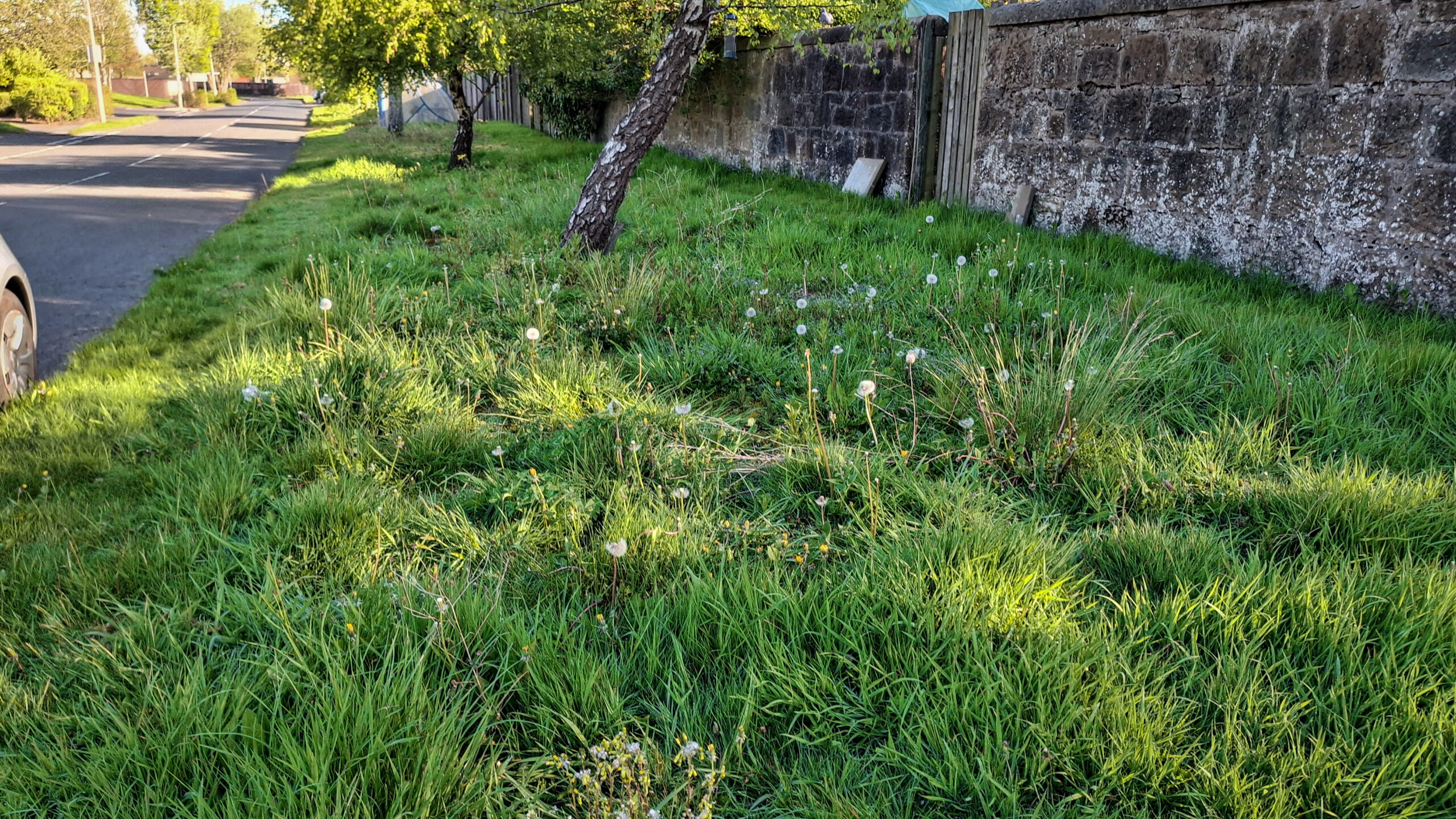 An area of roadside grass at Leverndale, uncut and with some weeds growing through.