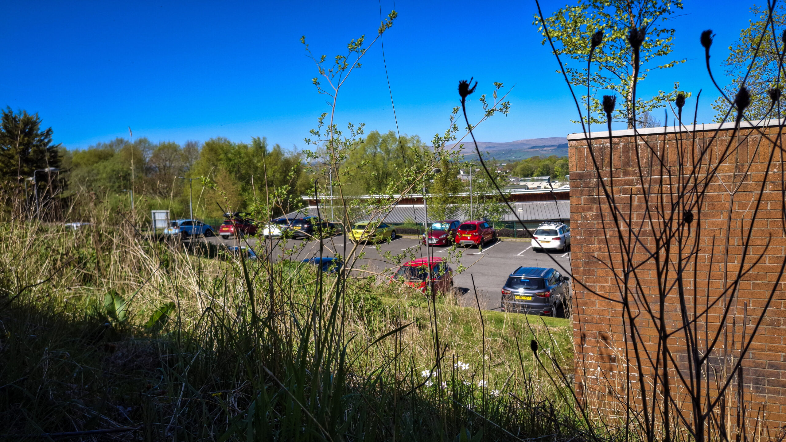 Looking over a piece of ground at New Stobhill which has been left untouched for No Mow May with a car park beyond and, in the distance, the Campsie Fells. In the foreground, wild plants are captured in silhouette.