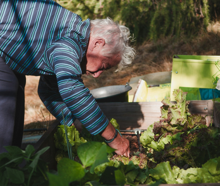 Stock image of a man bending over attending to a crop of salad leaves in a garden bed. The light is dappled with sunlight.